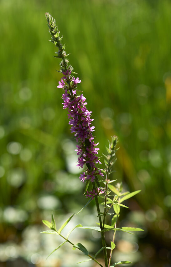Nahaufnahme Blume im Garten